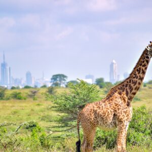 Nairobi National Park